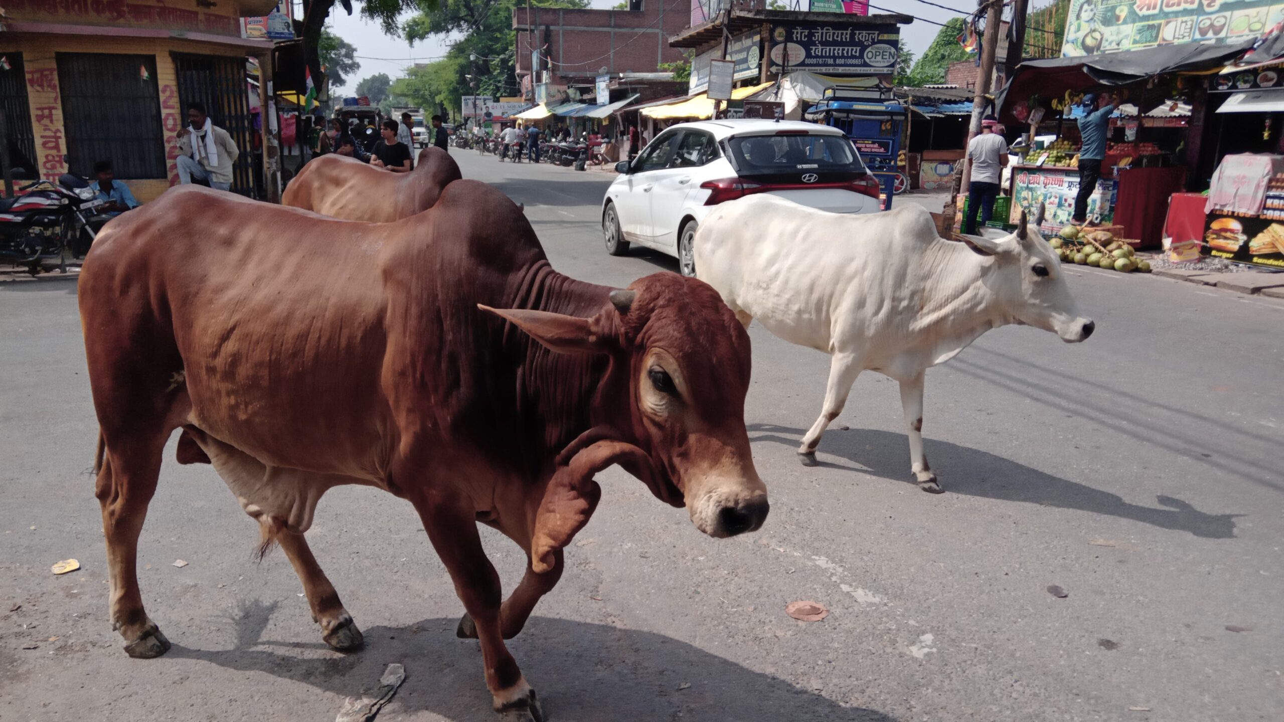 हवा-हवाई साबित हो रहा आवारा पशुओं को पकड़ने का अभियान